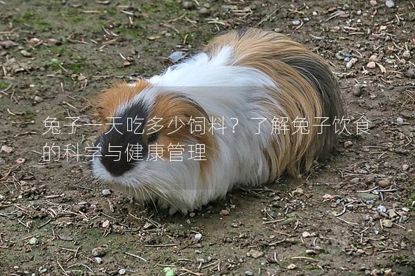 兔子一天吃多少飼料？了解兔子飲食的科學與健康管理